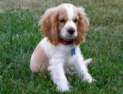 English Setter Spaniel