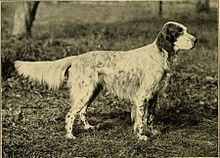 English Setter Spaniel