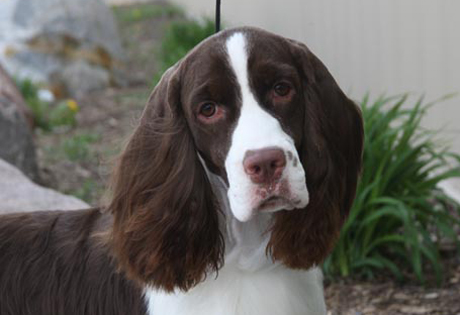 English Springer Spaniel Dogs