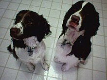 English Springer Spaniel Dogs