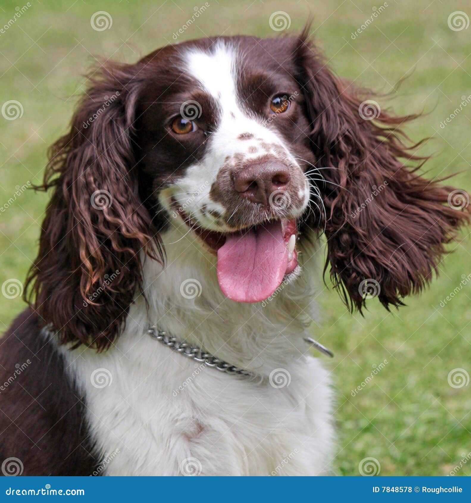 English Springer Spaniel Dogs