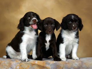 English Springer Spaniel Dogs