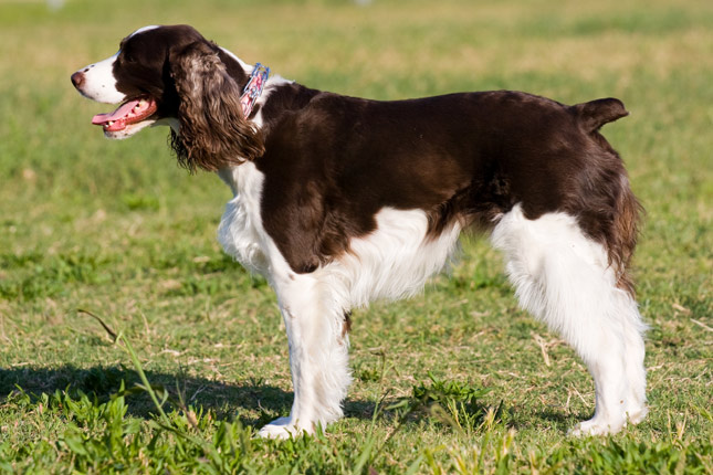 English Springer Spaniel Dogs For Adoption