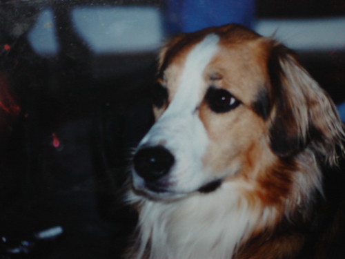 English Springer Spaniel Mix With Border Collie