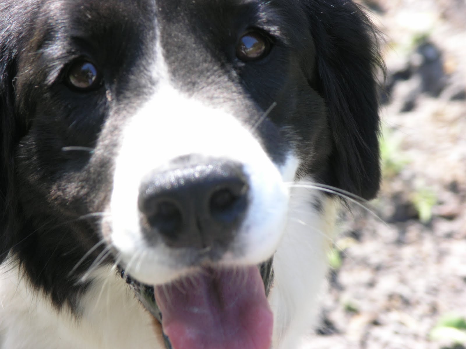 English Springer Spaniel Mix With Border Collie