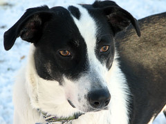 English Springer Spaniel Mix With Border Collie