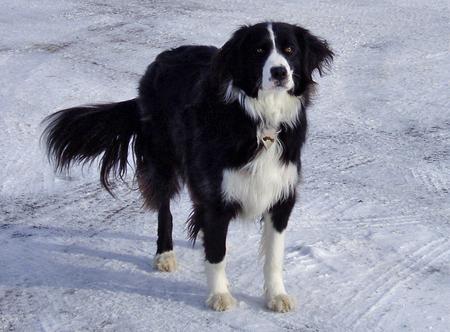 English Springer Spaniel Mix With Border Collie