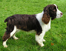 English Springer Spaniel Mix With Border Collie