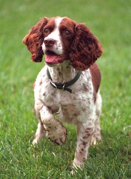 English Springer Spaniel Puppies