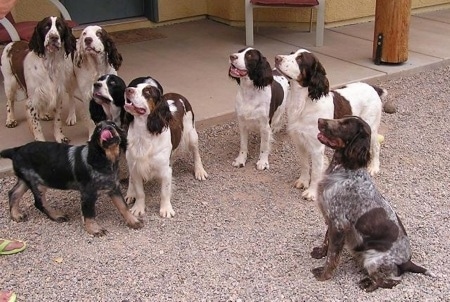 English Springer Spaniel Puppies