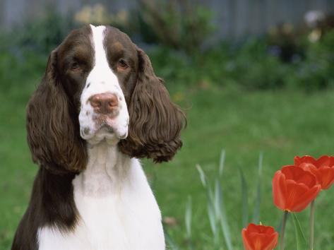 English Springer Spaniel Puppies For Sale Illinois