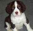 English Springer Spaniel Puppies For Sale Illinois