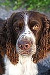 English Springer Spaniel Puppies For Sale Illinois