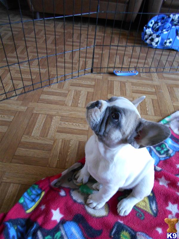 English Springer Spaniel Puppies For Sale In Michigan