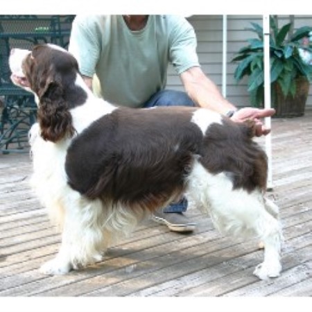 English Springer Spaniel Puppies For Sale In Michigan