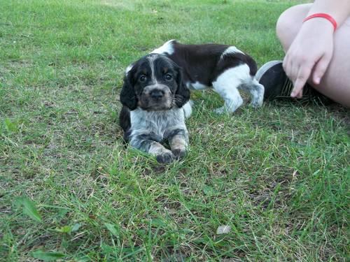 English Springer Spaniel Puppies For Sale In Michigan