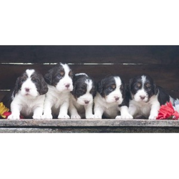 English Springer Spaniel Puppies For Sale In Ohio