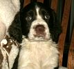 English Springer Spaniel Puppies For Sale In Ohio