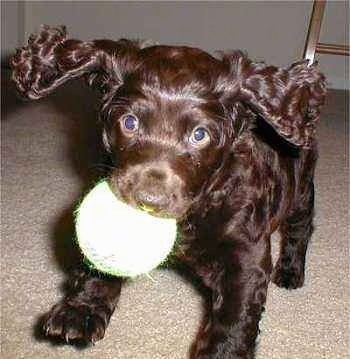 English Springer Spaniel Puppies For Sale In Sc