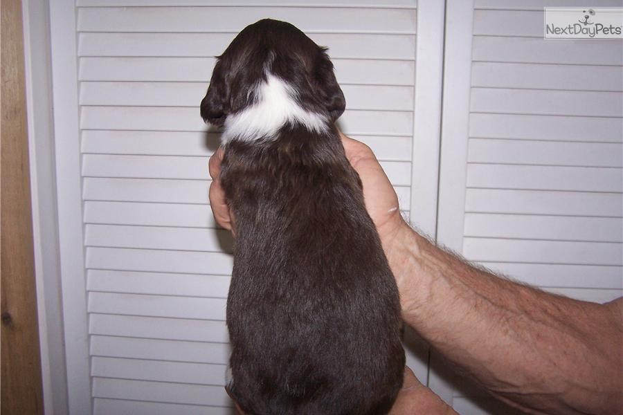 English Springer Spaniel Puppies For Sale Texas