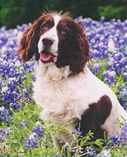 English Springer Spaniel Puppies For Sale Texas