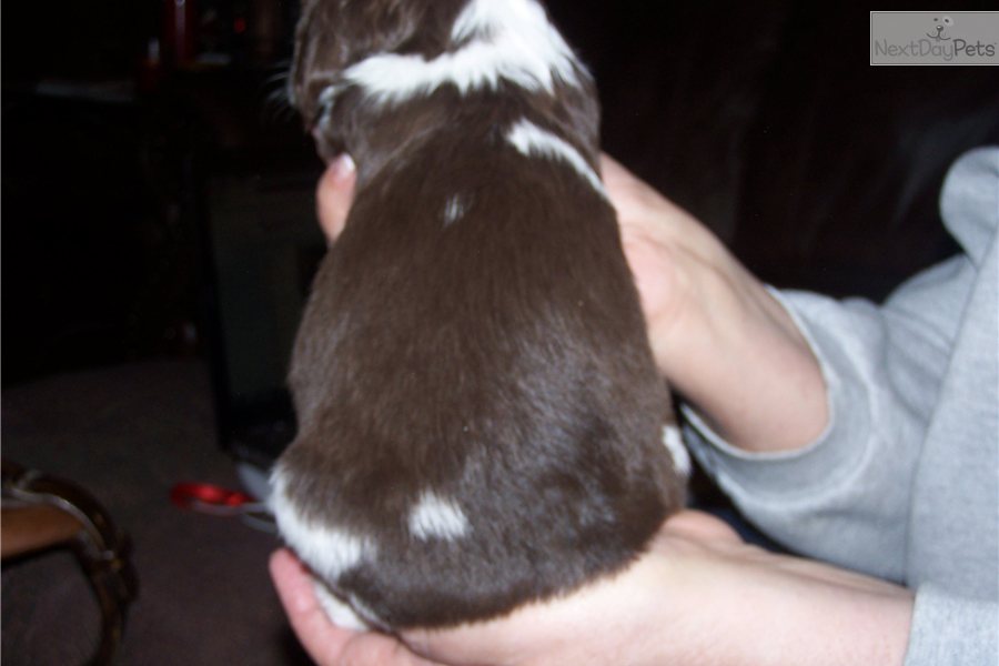 English Springer Spaniel Puppies For Sale Texas