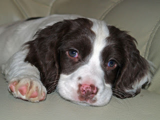 English Springer Spaniels Pups