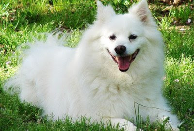 Eskimo Dog