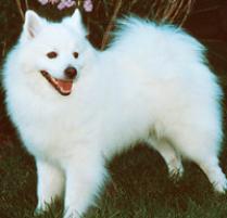 Eskimo Dog