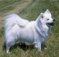 Eskimo Dog