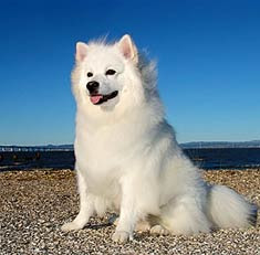 Eskimo Dog