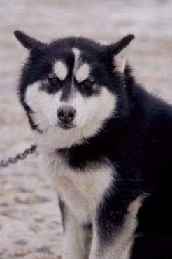 Eskimo Dog