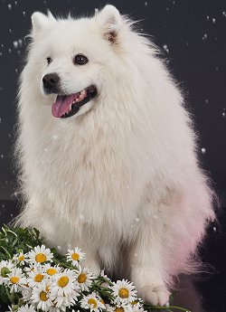 Eskimo Dog Breed