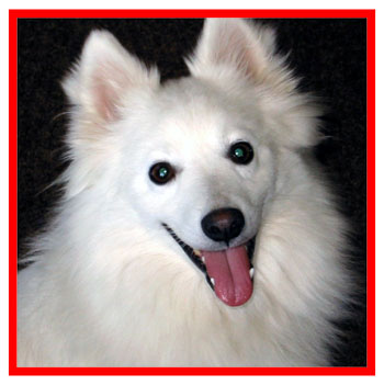 Eskimo Dog Breed