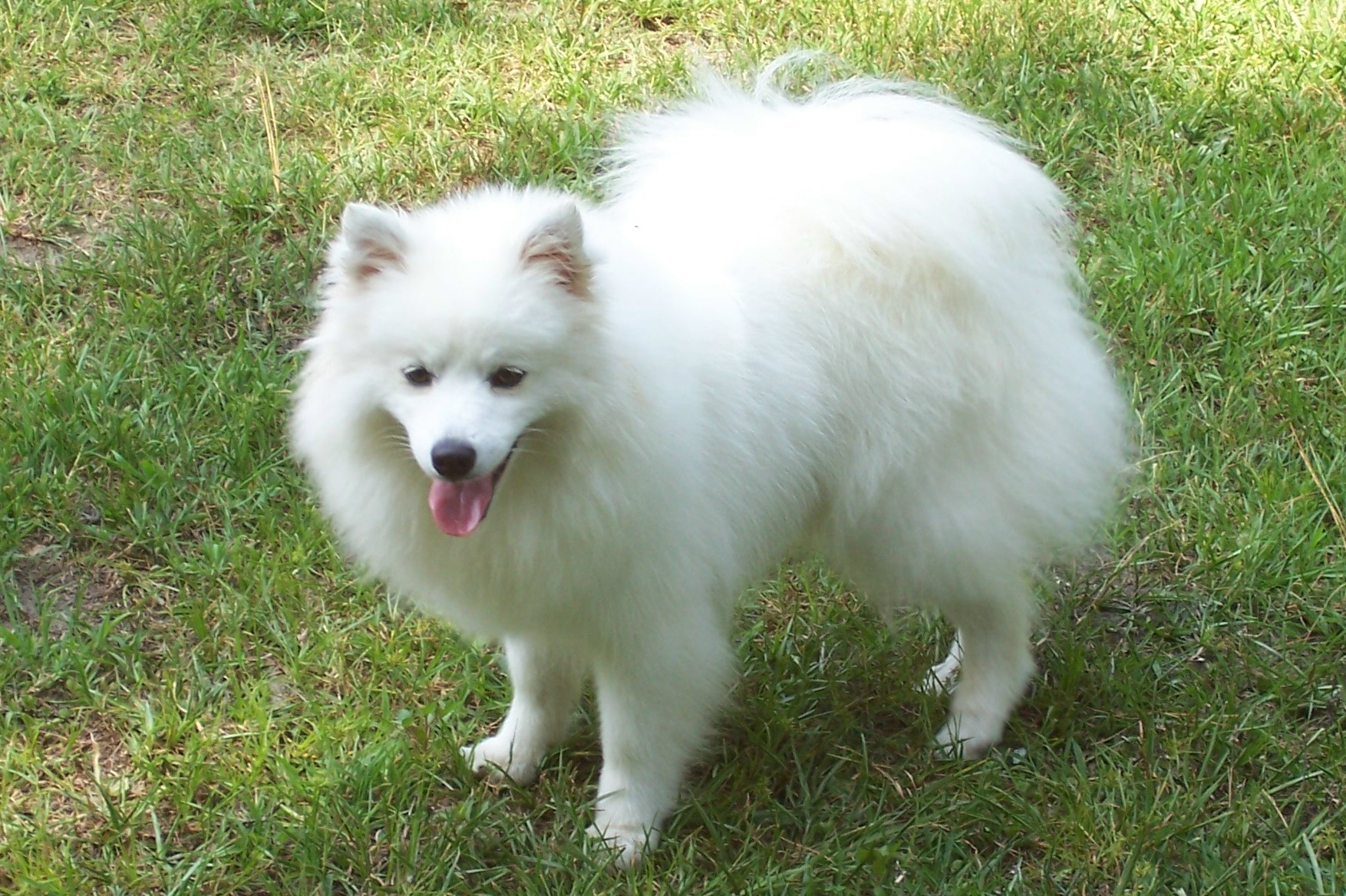 Eskimo Dog Breed