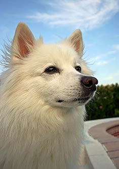 Eskimo Dog Breed