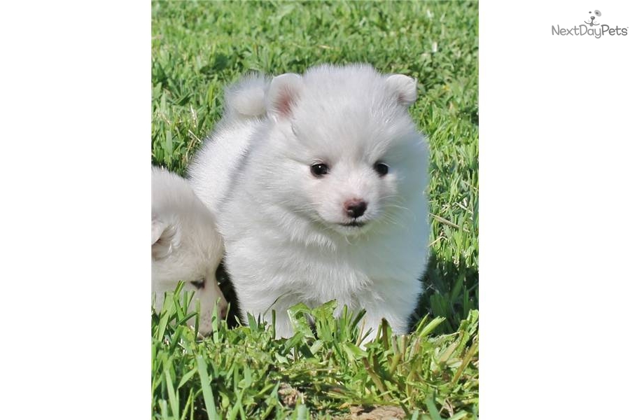 Eskimo Dog For Sale California