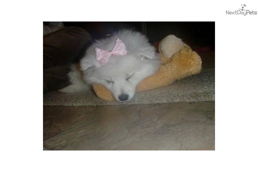 Eskimo Dog For Sale California