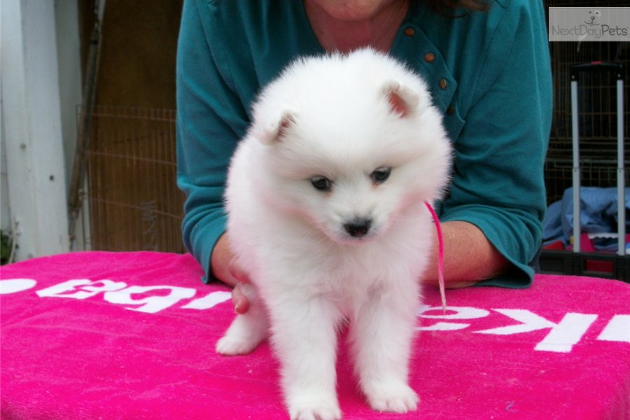 Eskimo Dog For Sale California