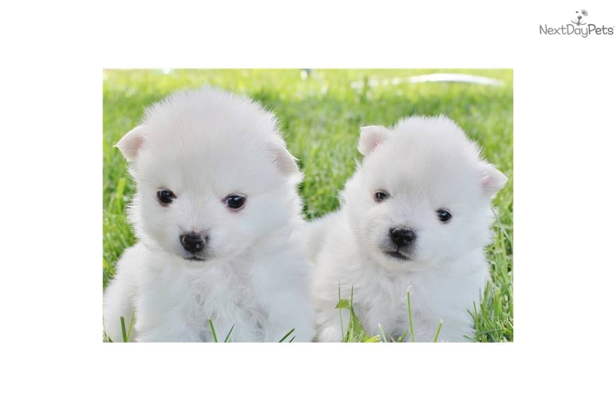 Eskimo Dog For Sale California