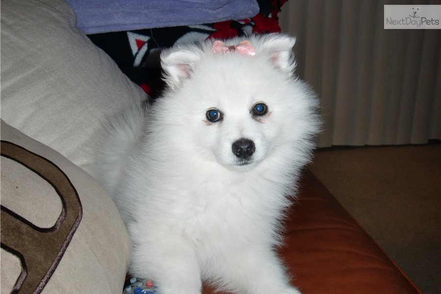 Eskimo Dog For Sale California