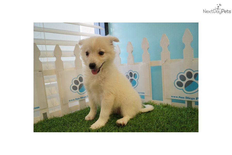 Eskimo Dog For Sale California