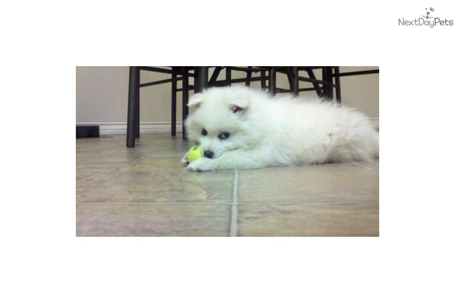 Eskimo Dog For Sale California