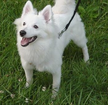 Eskimo Dog Images