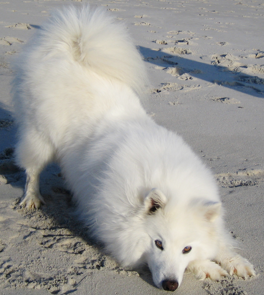 Eskimo Dog Images