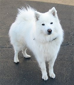 Eskimo Dog Images