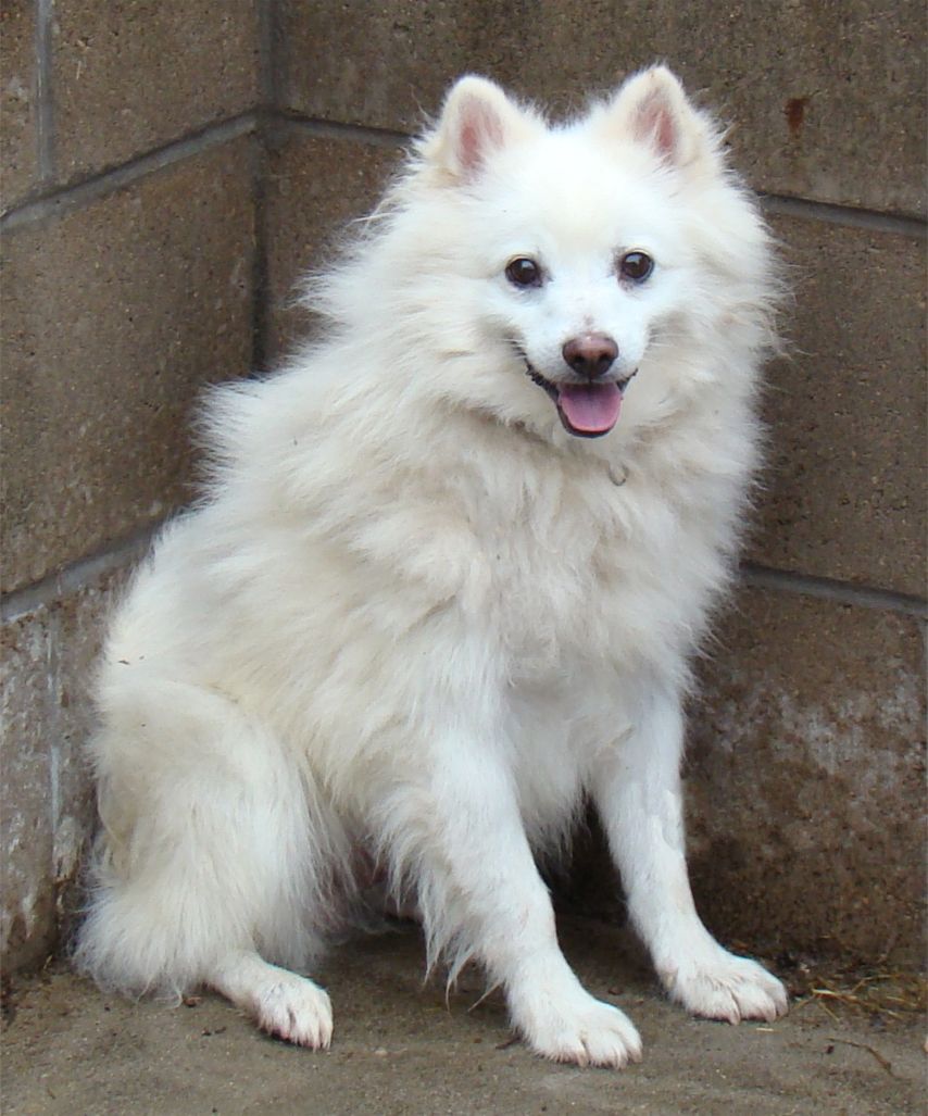 Eskimo Dog Images