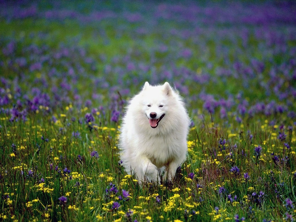 Eskimo Dog Images