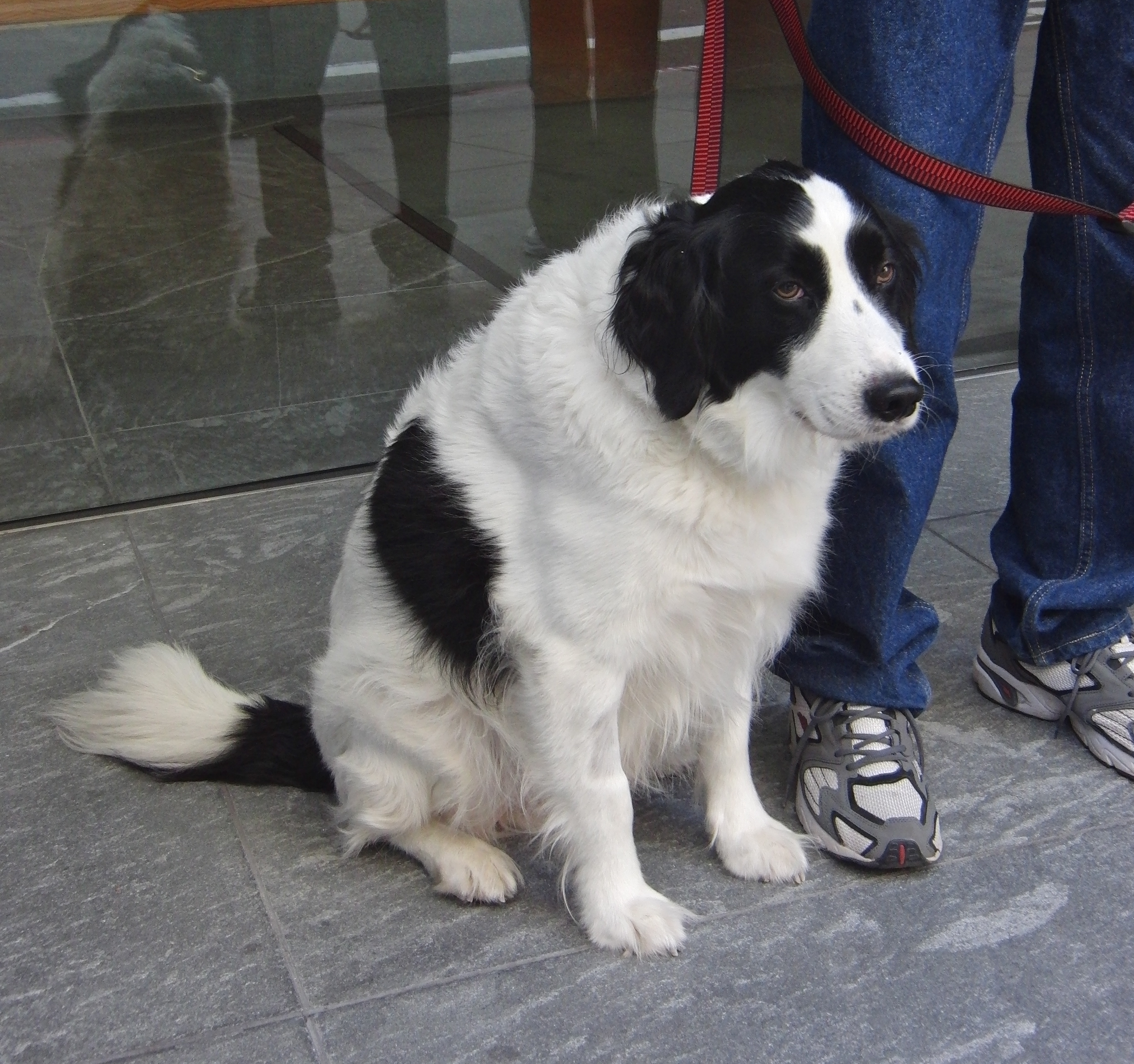 Eskimo Dog Mix