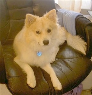 Eskimo Dog Mix